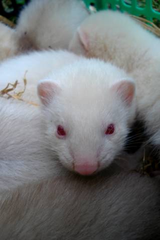 femelle albinos