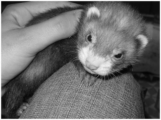 blackjack furet