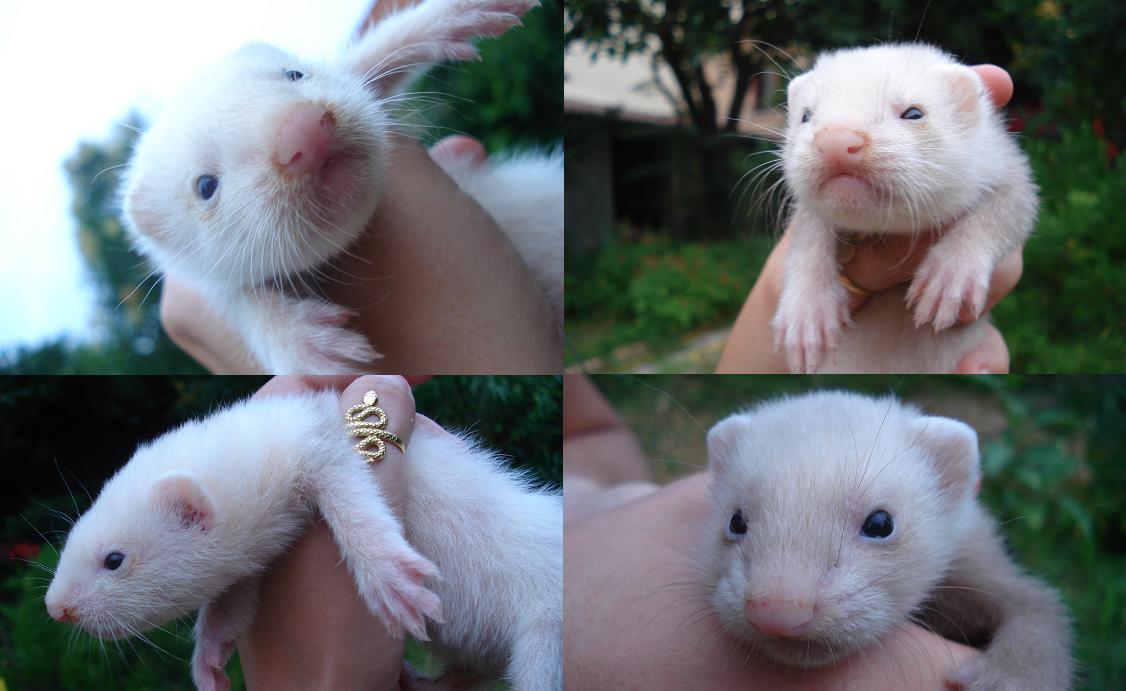 bouilles furet