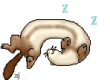 furet dort