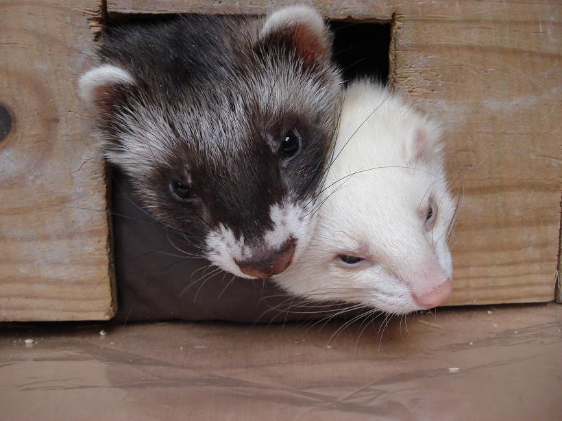 kili et téquila
