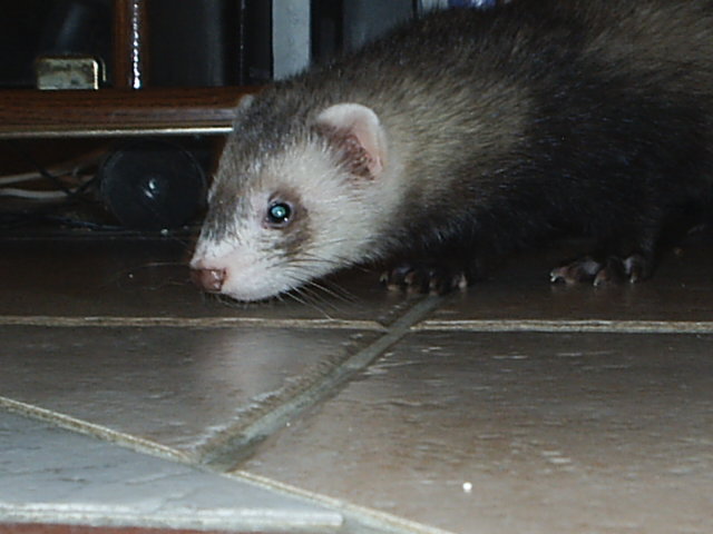 thémis